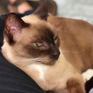 Meet your Posher, Suzie